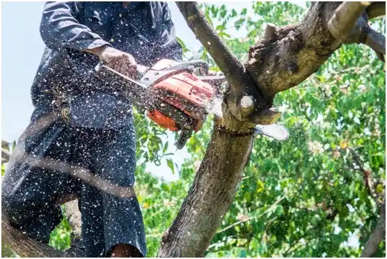 tree services Pennwyn